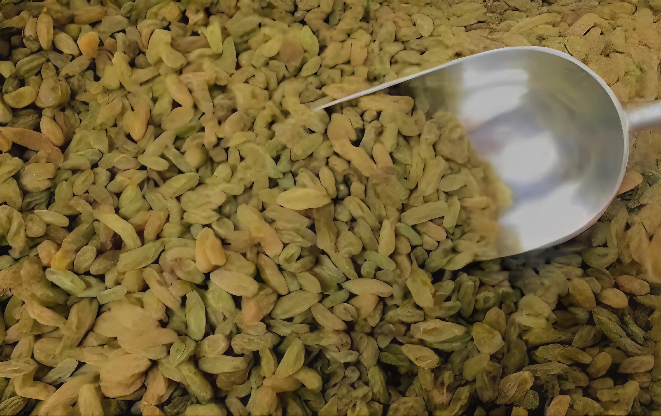 RAISINS The Organic Paradise