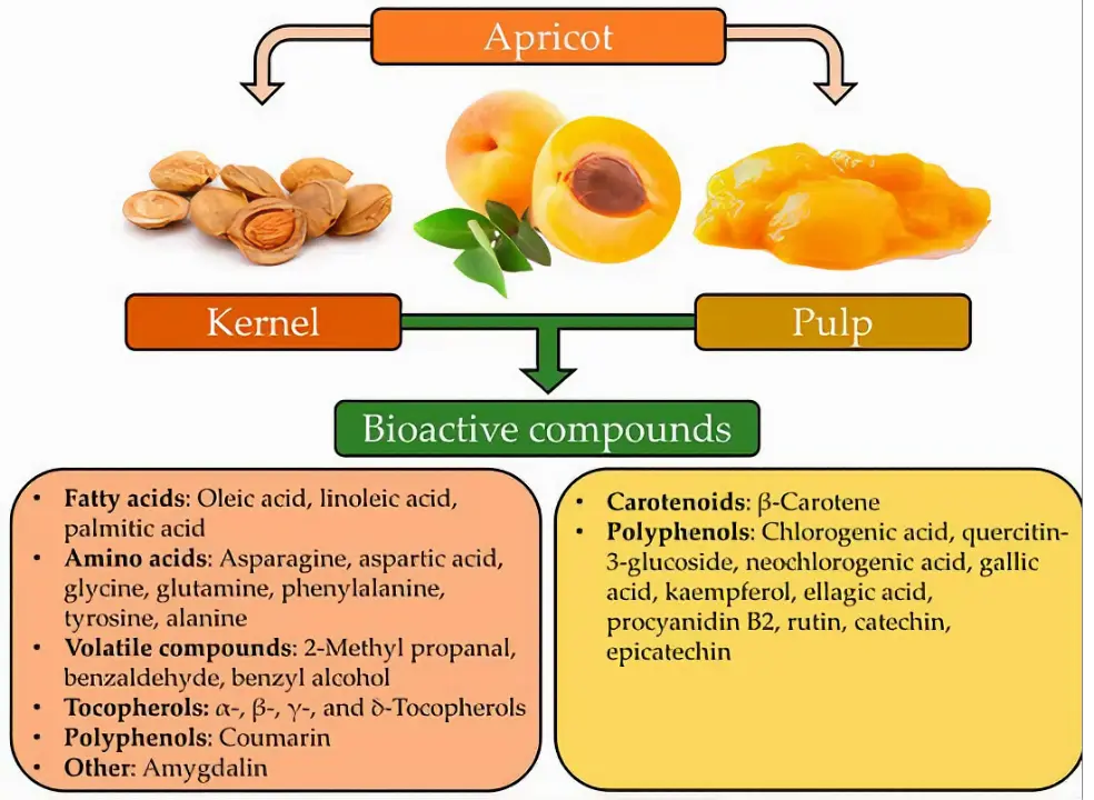 APRICOT WITH SEEDS The Organic Paradise