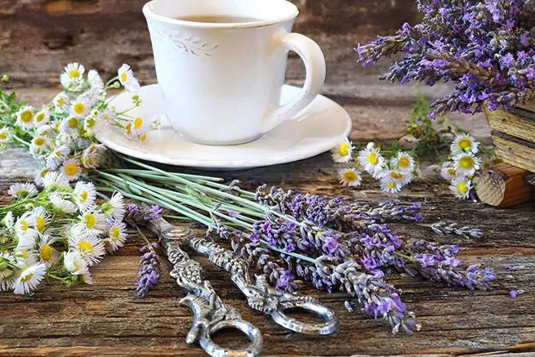 LAVENDER TEA The Organic Paradise