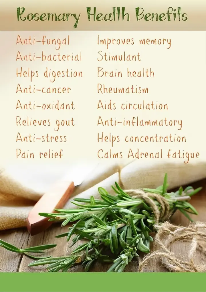 ROSEMARY TEA The Organic Paradise