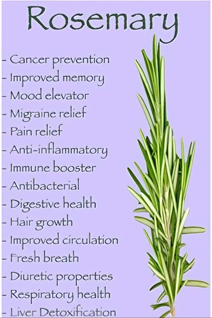 ROSEMARY TEA The Organic Paradise
