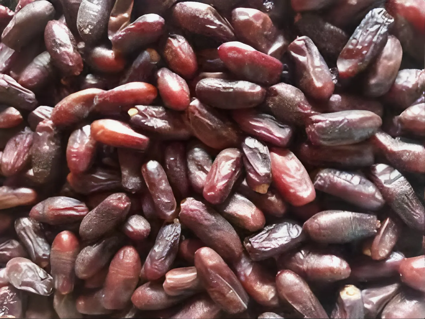 RUBAI DATES The Organic Paradise