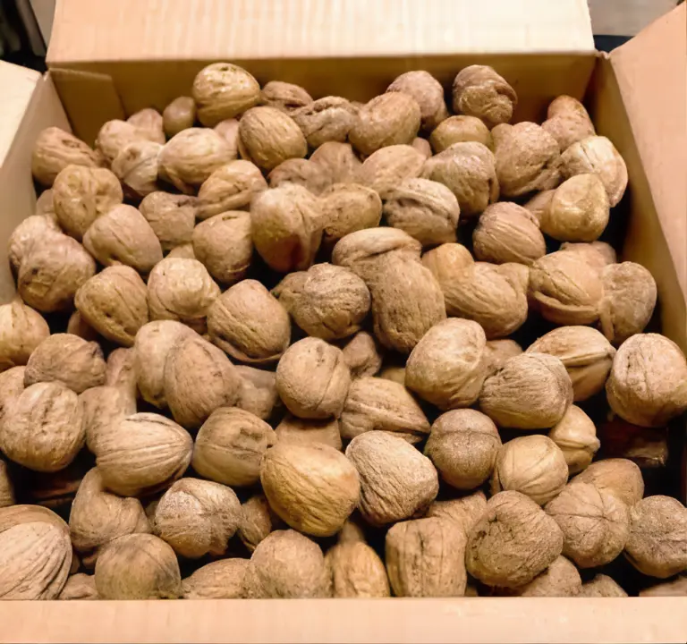 WALNUTS WITH SHELL (DESI) The Organic Paradise